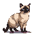 Siamese cat with dark points and blue eyes, angled left with tail curled, head tilting gently.