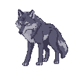 A solitary wolf with dark grey fur and lighter grey markings on its chest and tail stands alert, looking forward with an intense, wary expression.