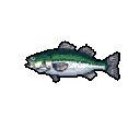 Pixel art bass fish facing left, green back, white belly, gray fins on a dark gray background.