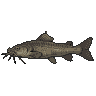 Pixel Art: catfish