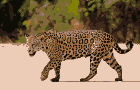 A jaguar with iconic spotted fur walks across a sandy area, with blurred green foliage in the background.