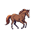 Majestic brown horse galloping, with a flowing mane and tail, white blaze on its face, and white-tipped hooves, against a black background.