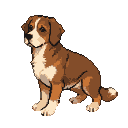 Medium brown and white dog sitting with head tilted, looking to the side.