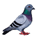A plump pigeon with muted gray and blue plumage, iridescent neck feathers, and black wing bands stands with red feet.