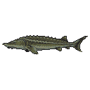 Pixel Art: sturgeon
