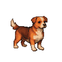 A medium-sized brown and white dog with a textured coat stands alert with its tail held high.