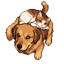 A ginger and white cat rests on the back of a smiling golden-brown dog.