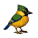 A robin with a gold chest, green back and wings, and blue tail feathers stands on thin legs against a black background, with a green crest on its head and a dark beak.