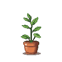 A small, vibrant green plant with delicate leaves reaches upwards from a terracotta pot.
