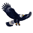 A bald eagle with spread wings, white head and tail, and yellow beak and talons, soaring against a black background.