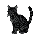 Black tabby cat with charcoal stripes, alert, looking left, with a curved tail against a black background.