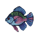 A freshwater angelfish with blue, pink, and green coloring swims horizontally against a black background.