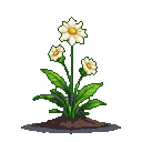 White daisies with yellow centers growing from dark soil.