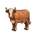 Brown cow with visible udder and upward-curving horns, standing calmly.