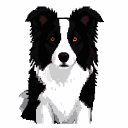 A black and white Border Collie portrait with intelligent amber eyes and alert ears.
