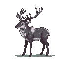 A grey and white reindeer with large, branching antlers against a black background.