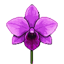 Pixel Art: зроби орхідею гарну