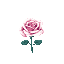 A fully bloomed pink and white rose with a teal stem and leaves on a black background.