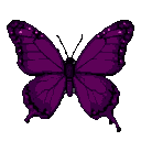 A purple butterfly with wings spread wide, showing intricate vein patterns and shimmering highlights against a black background.