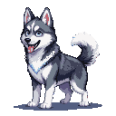 A husky with grey and white fur, bright blue eyes, and a blue collar pants happily with its tongue out.