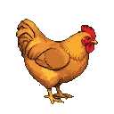 Golden-brown chicken with crimson comb and red eye, standing alert with one leg visible.