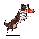 This pixel art captures the pure joy of a border collie leaping for a bright red frisbee. The energetic pup, rendered in detailed brown and white pixels, is frozen mid-air against a stark black background, showcasing its athleticism and focus.