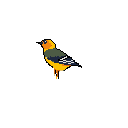 A vibrant pixel art bird, rendered in yellows, oranges, and greyish-green with striking black and white wings, perches serenely against a stark black backdrop. The simple, nostalgic style highlights the bird's natural beauty.