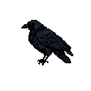 A pixelated crow, rendered in shades of black and grey, stands alert against a stark black background. The minimalist design and dark color palette create a mysterious and slightly ominous feel.
