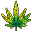 This pixel art image showcases a vibrant and stylized cannabis leaf, split into contrasting shades of green and yellow, set against a stark black backdrop. The bold design and retro aesthetic create a striking and energetic botanical representation.