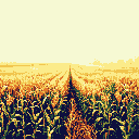 A vast, pixelated cornfield stretches towards the horizon, rendered in warm, muted tones that evoke a tranquil late summer day. The dense rows of corn create a textured visual, drawing the eye to the distant, bright sky.