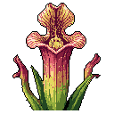This detailed pixel art showcases a vibrant, bell-shaped pitcher plant with rich purplish-reds, yellows, and greens. The botanical illustration captures the plant's intricate textures and natural form against a stark background, evoking a sense of scientific observation and retro charm.