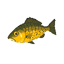 A pixelated freshwater fish, rendered in muted yellow and olive green hues, swims against a black backdrop. The simple design captures the essence of the fish in motion, with subtle details defining its scales and fins.