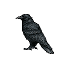 A solitary raven rendered in muted pixel art stands alert, its dark feathers hinting at depth against a stark black background. The somber scene evokes a quiet, perhaps mysterious, feeling.