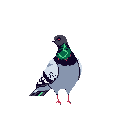 This pixel art showcases a detailed pigeon against a stark black backdrop, rendered in cool grays and blues with iridescent green and red neck plumage. The alert bird's stylized realism and centrally-focused composition create a captivating, characterful image.