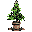 A pixelated cannabis plant, bursting with flowering buds and lush green leaves, thrives in a terracotta pot against a stark black backdrop. The image captures the plant's mature beauty and the quiet essence of cultivation.