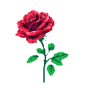 A vibrant red pixel art rose blooms against a stark black background, its layered petals and simple design creating a classic and nostalgic feel.